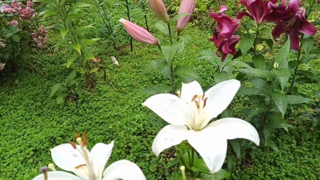 ОТ-ГИБРИДЫ-мои новинки-лилии изумительной красоты. смотреть онлайн