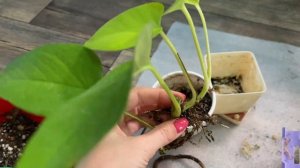 Моя фитостена. Часть 1: купила фитомодуль, готовлю эпипремнумы для размещения на стене