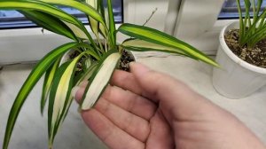 Хлорофитум Шарлотта