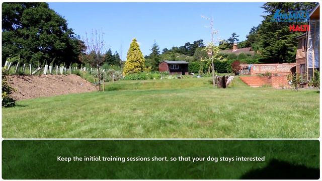 Non Pull Training Your Dog With The HALTI Harness смотреть онлайн