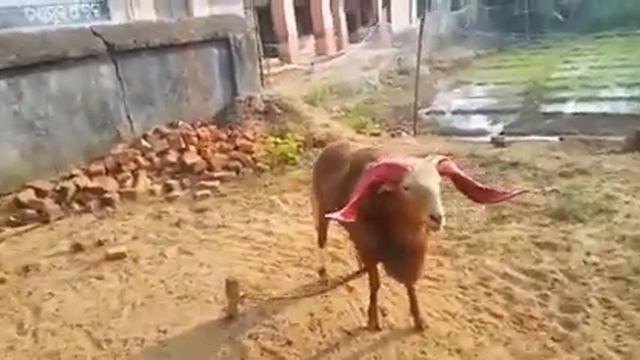 Fighter Sheep @ J N Farming Odisha смотреть онлайн