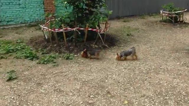 Канис и йорки 2 смотреть онлайн