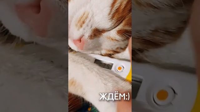 ~как поднять температуру на грудснике смотреть онлайн