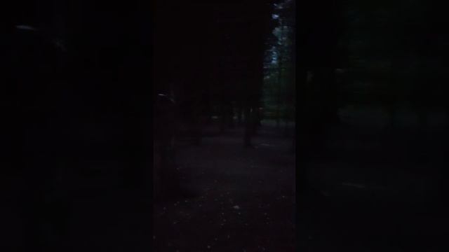 Странные деревья по среди глухого леса смотреть онлайн