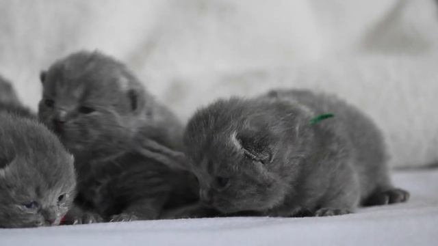 Британские котята в возрасте 10 дней (Litter- I3) смотреть онлайн