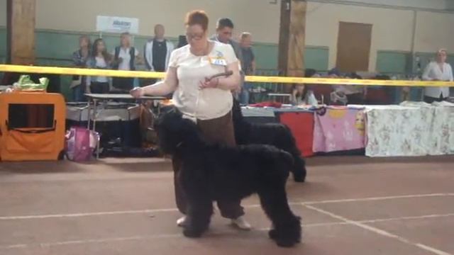 класс сук-чемпионов смотреть онлайн