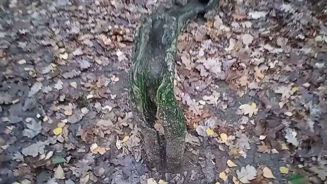 Мистические истории. Ребёнок, котрого увели фейри смотреть онлайн