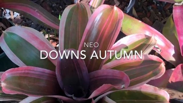 Bromeliad NEOREGELIA NAMES - Fancy Medium to Large