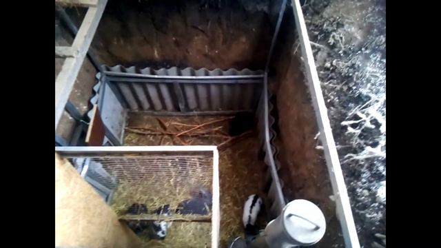 Ура, трупики закончились КРОЛИКИ в яме смотреть онлайн