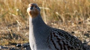 ? ?ЭФФЕКТИВНЫЕ СПОСОБЫ ОХОТЫ НА КУРОПАТКУ!