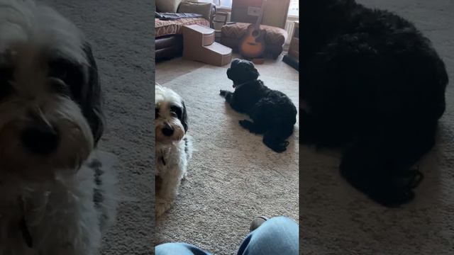 Tiffany The Tibetan Terrier Talking To Mum смотреть онлайн