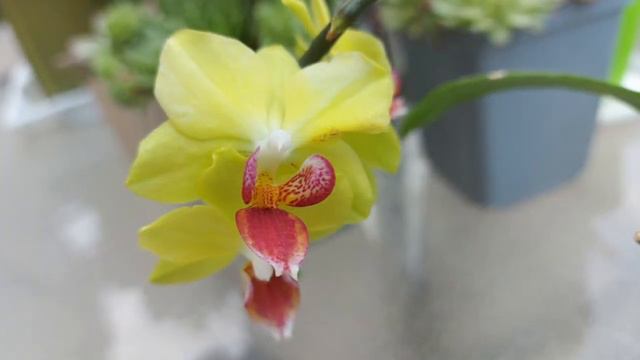 具有研究价值蝴蝶兰状态太美了 The Phalaenopsis has research value. The state is so beautiful смотреть онлайн