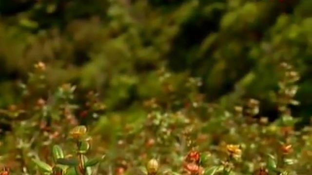 Чили.Острова Робинзона Крузо 01 смотреть онлайн