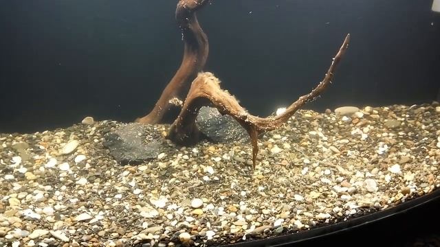 Аквариумные растения с Алиэкспресс. смотреть онлайн