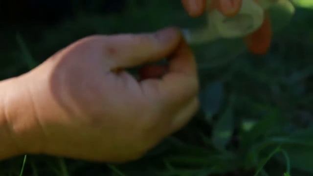 Plantain Herb: Nature's Band-Aid (Plantago Major, Plantago Lanceolata) смотреть онлайн