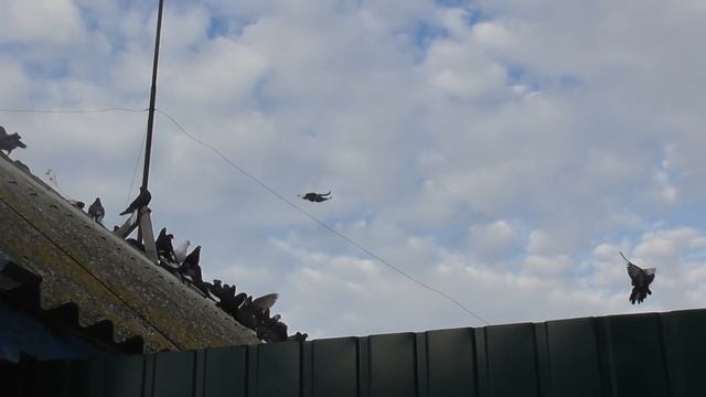 Николаевские голуби. г.Терновка 58.В гостях у Дорна Александра.ч2 смотреть онлайн