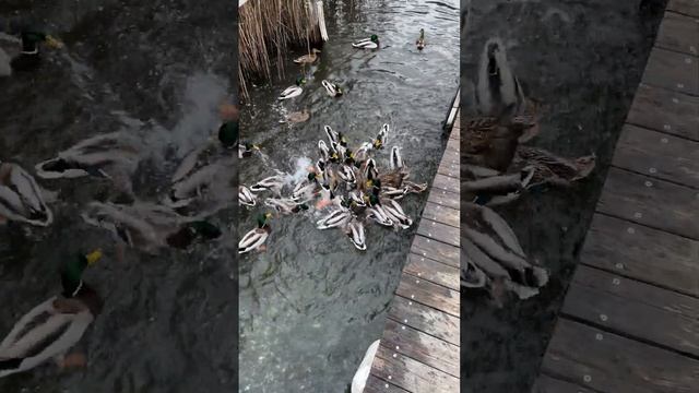 Дикие утки налетели, месиво! #shorts