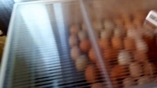 Моя первая инкубация куриных яиц. смотреть онлайн