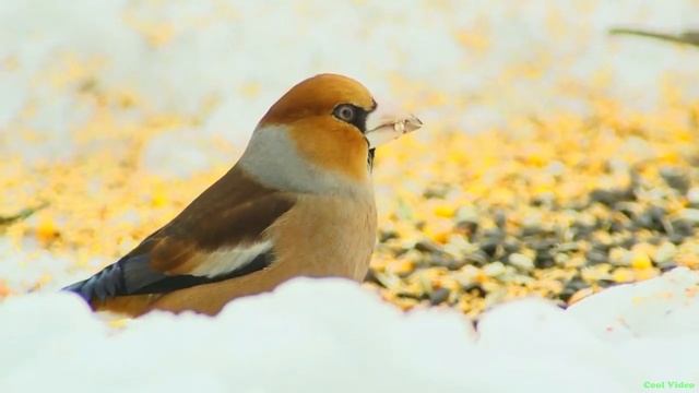 Обыкновенный дубонос (Hawfinch) смотреть онлайн