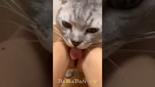 😺 Good morning in three.. two.. one! 🐈 Funny video with cats and kittens! 😸 смотреть онлайн