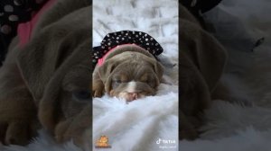 Сборник очаровательных и забавных французских и английских бульдогов ~ Смешные видео про собак