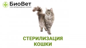 Стерилизация кошки