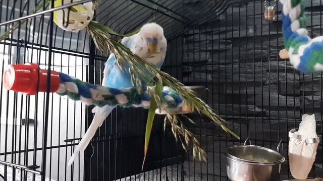 Учим попугая говорить "Привет" смотреть онлайн