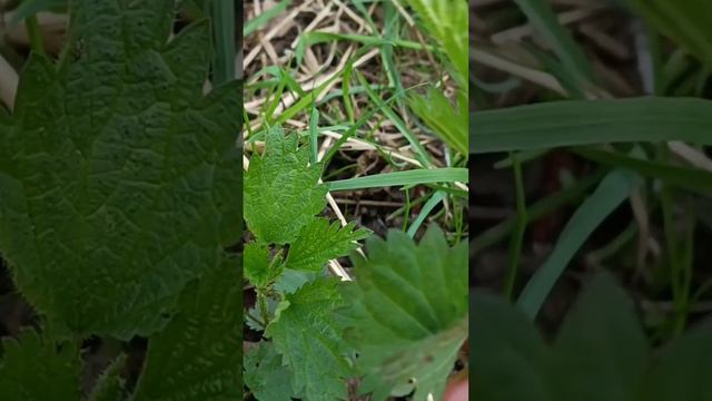 Зачем надо собирать крапиву смотреть онлайн