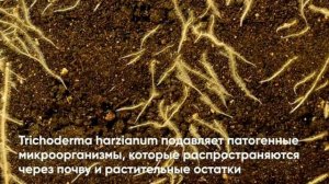 Триходермин ТН82 - Биофунгицид