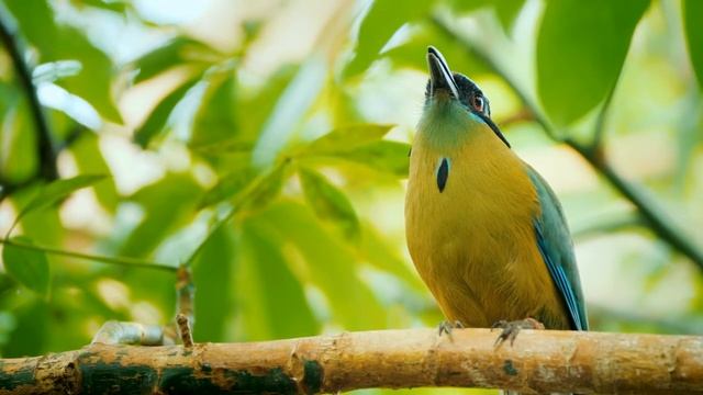Нежная музыка, успокаивает нервную систему и радует душу - лечебная музыка для сердца и сосудов смотреть онлайн