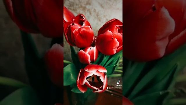 Тюльпаны. День Рождения! смотреть онлайн