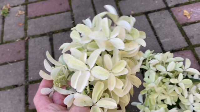 Мой фаворит 2023 г! Гортензия мет. «Star Rose» (фильм-2), такой красивой еще не видел в интернете смотреть онлайн