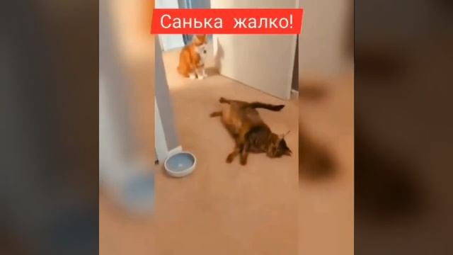 Санька жалко | кошачий нокдаун | кошачье драки | коты дерутся | приколы с котами #shorts #шортс смотреть онлайн
