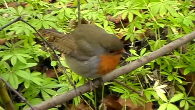 Robin close up using panasonic SDR-H60 смотреть онлайн