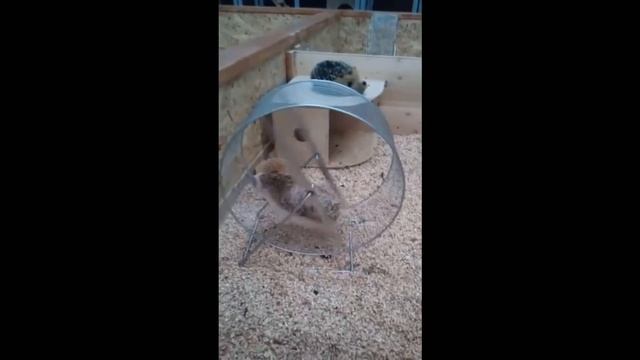 Самые Милые Смешные Ежики! Веселая Подборка! // The Most Cute Funny Hedgehogs! Cheerful Selection! смотреть онлайн