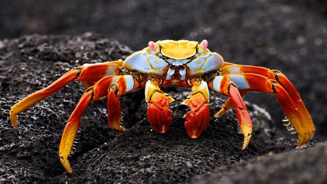 Картинка морское животное. Большой краб на сером камне | Picture sea animal. Big crab смотреть онлайн