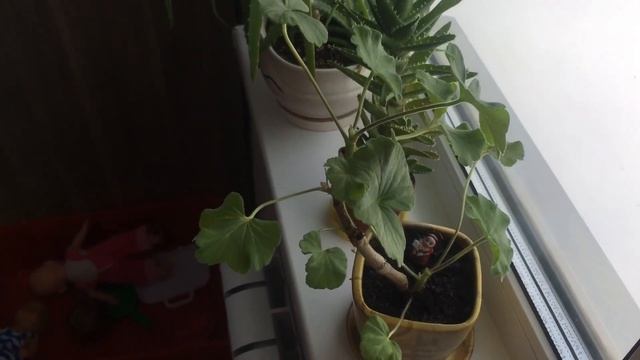 ДОМАШНИЕ РАСТЕНИЯ/ ДЕРЕВО С КУБЫ/ СУККУЛЕНТ С ИСПАНИИ/АКАЦИЯ НА ОКНЕ/ ОРХИДЕИ/ ЛУКОВИЧНЫЕ ЦВЕТЫ смотреть онлайн