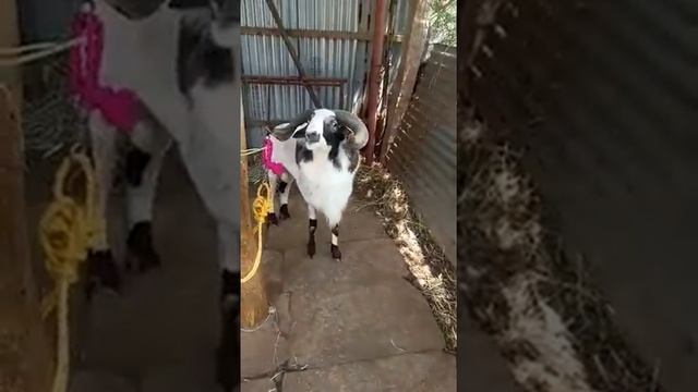 8teeth kurumbai fighter sheep смотреть онлайн