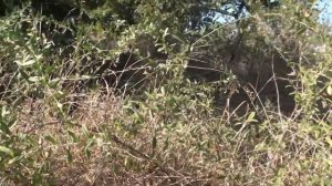 Последние медоносы. Дереза бьёт рекорды.