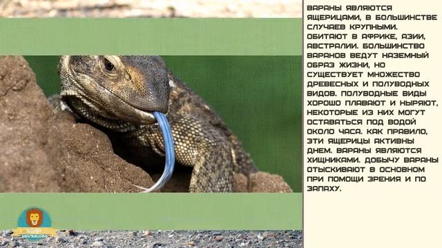 Мир малышам. Варан смотреть онлайн
