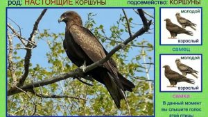 Коршуны. Голоса птиц России