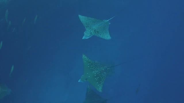 Maldives Scooter Dive with Sharks / Komandoo Island Resort смотреть онлайн
