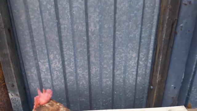 Проблемы кур в моем хозяйстве смотреть онлайн