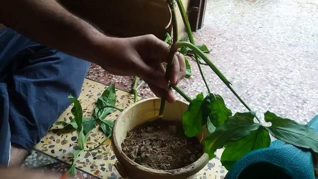 88.How to grow green star syngonium from cutting?// syngonium ko cutting se kaise grow karein? смотреть онлайн