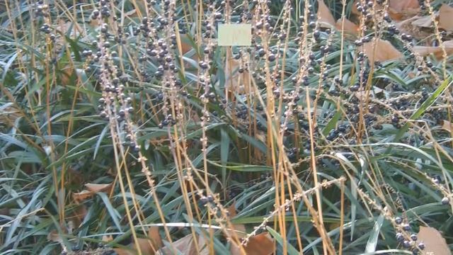 Liriope Growing Guide (Lilyturf / Monkeygrass) by GardenersHQ смотреть онлайн
