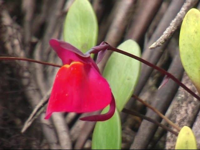 Затерянные миры Венесуэлы