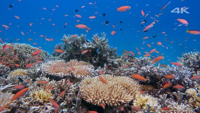 Ultrahd hdr sony 4K VIDEOS demo test nature relaxation movie for 4k oled tv ( 1080 X 1080 ) смотреть онлайн