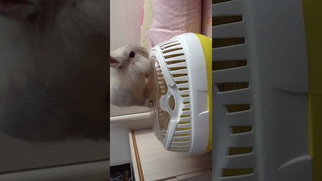 Переноска моего кролика смотреть онлайн