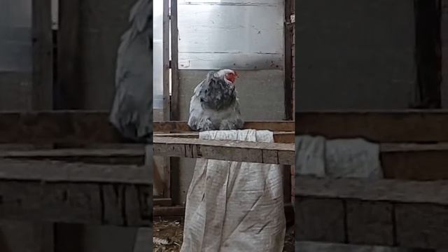 Брама изабель смотреть онлайн