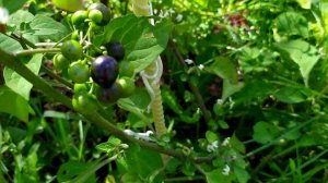 Пробная посадка паслена (сажал 3 разных сорта). Что выросло 14.08.2020.